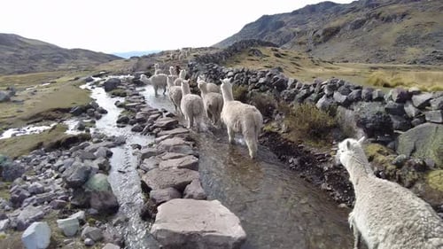 Llamas walking in the mountains of Peru