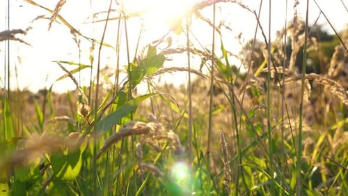 Wunderschöne Naturszene mit grüner Wiese mit wilder Vegetation, hellem Sonnenlicht, das den Rasen beleuchtet