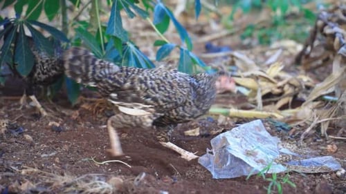 Free range chickens kicking up dirt looking for food in Tanzania 60fps