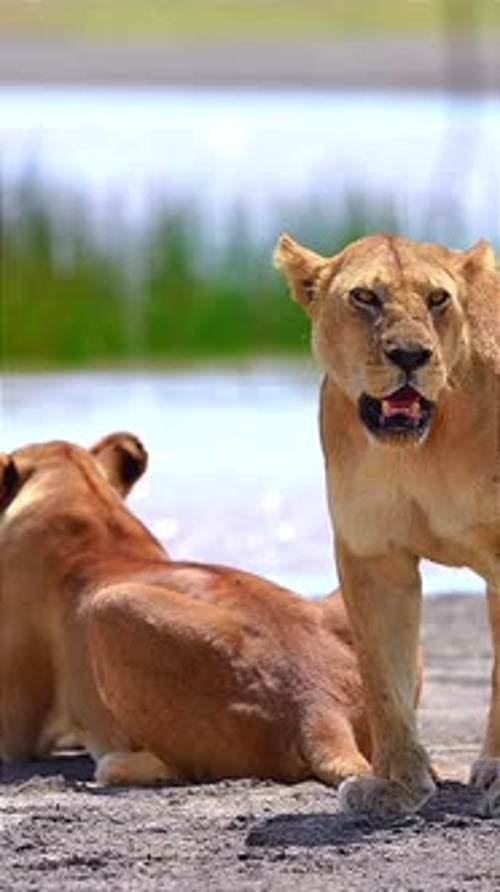 Lionesses Relaxing Near Water in Natural Habitat