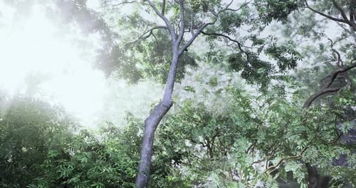 Lush Green Forest Landscape Under Soft Sunlight Filtering Through Trees