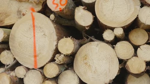 Pile of Cut Logs Lumber for Forestry Industry