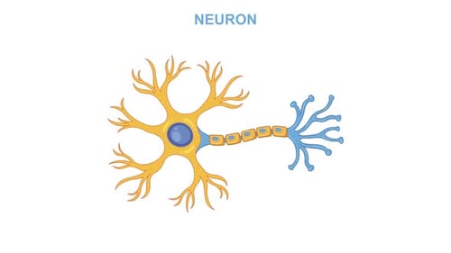 Animated Neuron Structure Explainer for Science and Medical Education