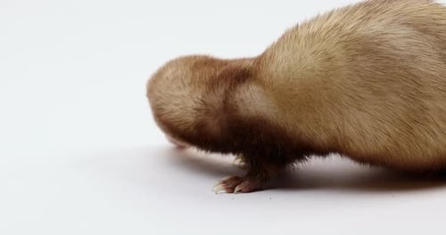 Ferret sniffs around - side profile close up - isolated on white background
