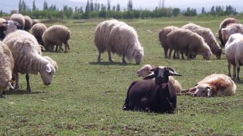 Herd of Sheep Grazing in the Field Against the Backdrop of the Mountains