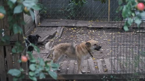Dogs in a Fenced Enclosure Outdoors
