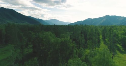 Aerial View Low Flight Above Evergreen Pine Tree Landscape with Endless Mountain Forest at Sunny