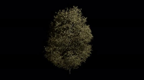 Animated Tree with Swaying Leaves on Black