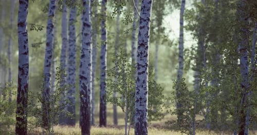 Birch Trees in a Serene Forest Setting During the Early Morning Light