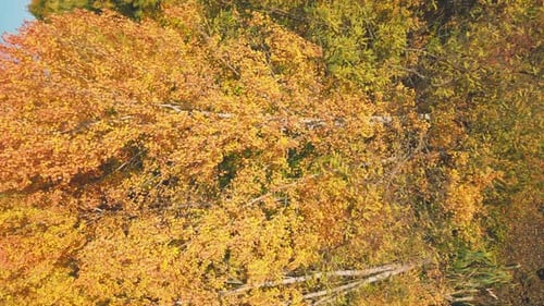Lac dans la forêt d'automne