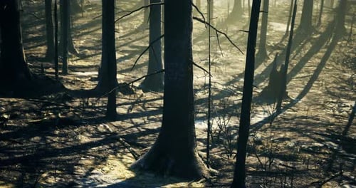 Shadows and Light Create Depth in a Burned Forest During Late Afternoon