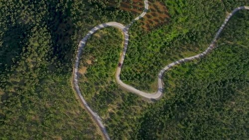 forest road drone image