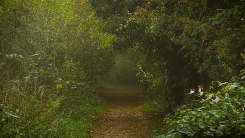 Forest Tunnel Path Leading Into Thick Morning Fog Surrounded By Lush Bushes and Berries Silent Fog