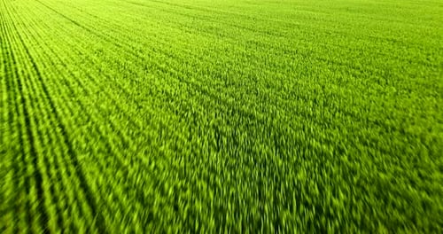 Aerial View of Green Agricultural Field