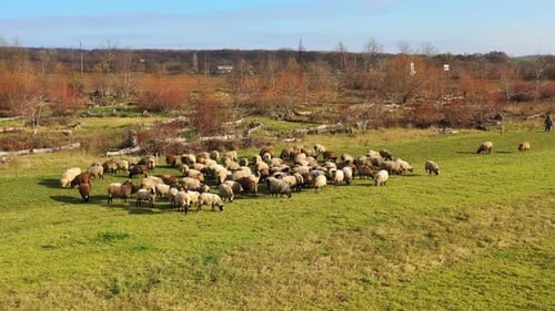 Grazing sheep in nature. Herd of domestic animals eating grass in the rural place.