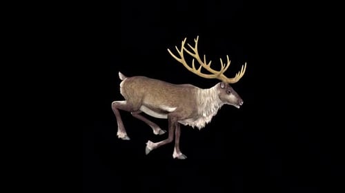 Reindeer Run Idle