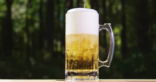Freshly Brewed Craft Lager Bear with Foam Beer Mug in Summer Nature Sparkling Amber Ale Beer with
