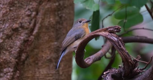 Camera zooms out as this bird faces towards the right then to the camera during a windy day in the f