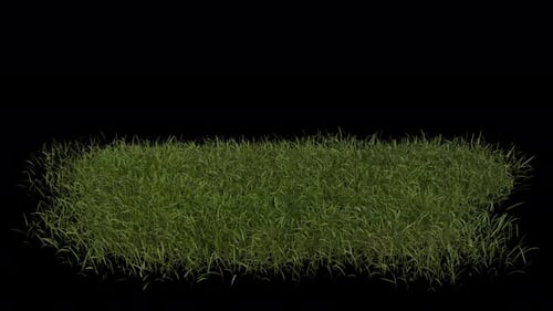 Grass Field blowing in the wind Loop Animation. Alpha Channel. Loop Animation