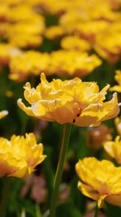 Golden Tulips Bloom in a Sunlit Field