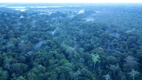 Top view of the Vast Amazon Jungle near Iquitos, Peru - aerial drone shot