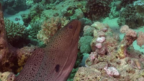 Giant Moray eel profile on coral reef in the Red Sea