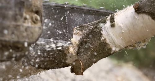 Chainsaw Cuts Through Small Tree Branch Close Up