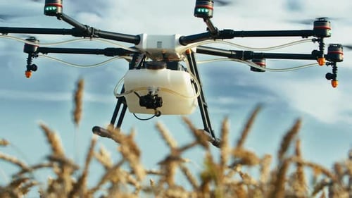 Agriculture Drone Spraying Wheat In A Field