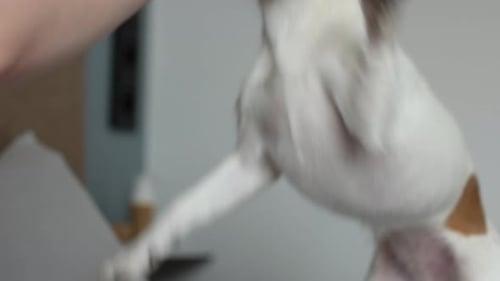 Female Has Fun with Dog Indoors Pet Playing with Toy Ball