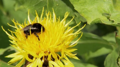 A macro close up shot of a bumble bee on a yellow flower searching for food.