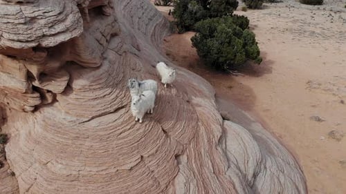 A spectacular close-up drone shot of a band of three mountain goats climbing and trekking along a ro