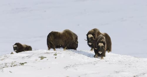 Group of Musk Oxen on Snowy Terrain in Dovre Showcasing Scandinavian Wildlife