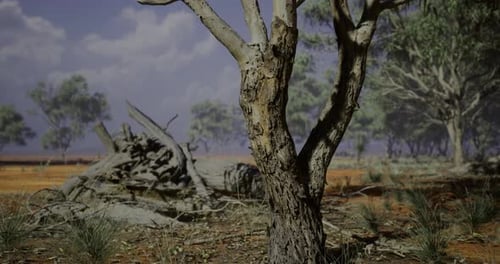 Majestic Tree Stands Resilient in a Serene Australian Outback Landscape