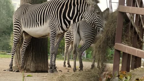 Zebras Eating Hay in Outdoor Enclosure