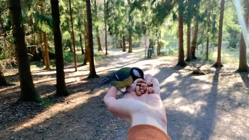 Picky bird sitting on a hand taking her time choosing the perfect seed, sunny day, in the forest of