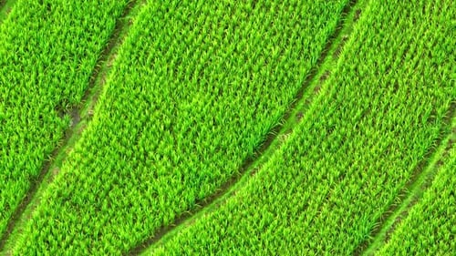 Drone soars over the breathtaking the rice terraces.