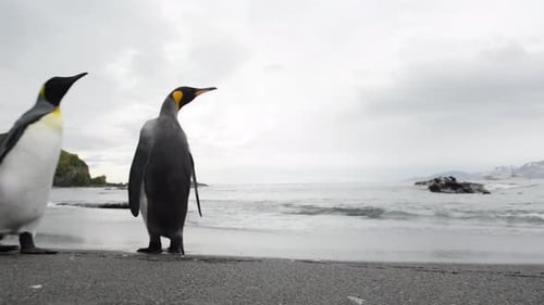 King Penguin colony in Antartica, with King Penguins walking around
