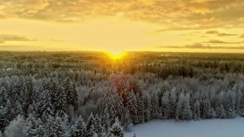 Forest pine trees frosted with snow and hoarfrost at sunset - aerial flyover while snowing