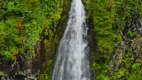 Green Vegetation Waterfall