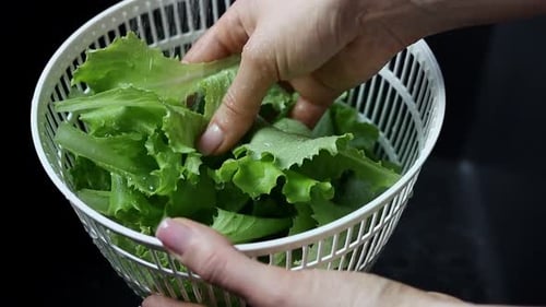 Hands Washing Fresh Green Lettuce in Colander