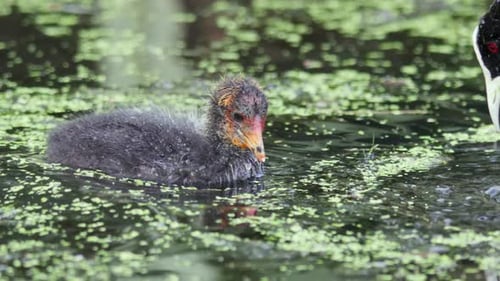 Baby Australian Coot bird with parents swimming and feeding in slow motion