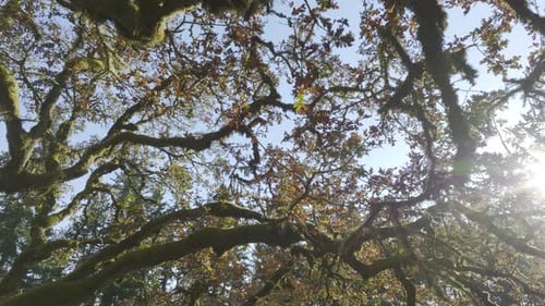 Walking Under At The Oak Tree And Looking Up With Sun Shining And Blue Sky On The Background