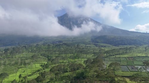 Serene drone view of a tea estate in the mountains, featuring layered terraces, tall trees, and mist