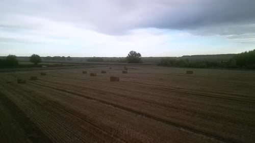 Yellow field with harvested wheat and hay bales. Aerial view of the field with square bales