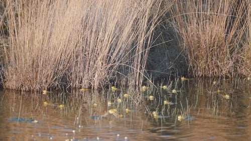 Many frogs with the heads over the water in a pond.