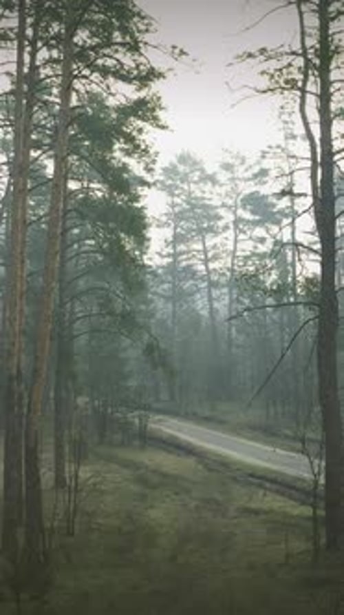 Drone Flight Through Spring Misty