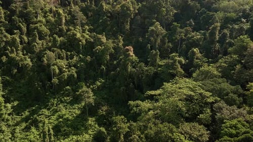 Aerial tilt up shot of green hills dense lush tropical forest
