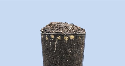 Plant Seedling Germination and Growth Time Lapse