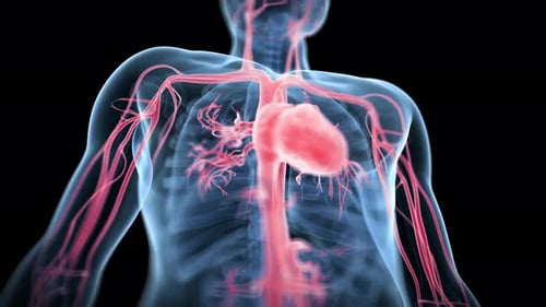Human heart beating with circulatory system flow in 3d animation