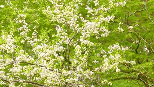 Tree Blooming With White Flowers in Springtime